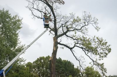 Tree Removal Team at Work