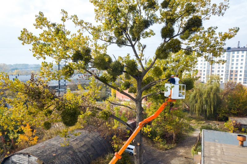 Residential Tree Service detail
