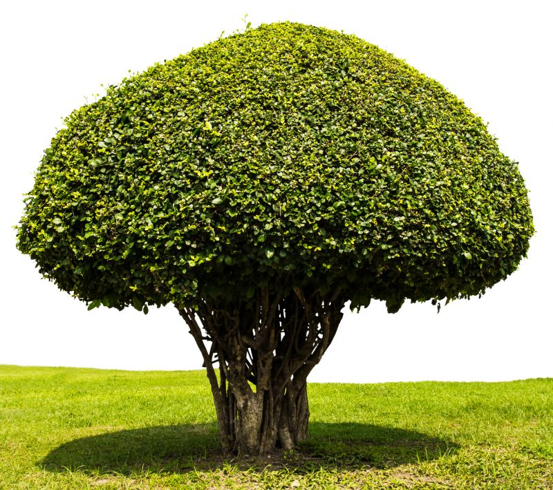 Tree Shaping Service detail