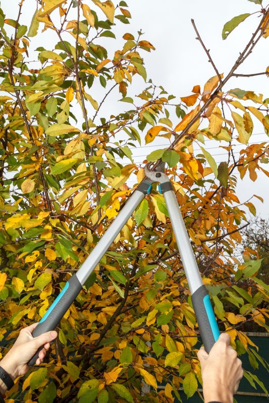 Peach Tree Pruning