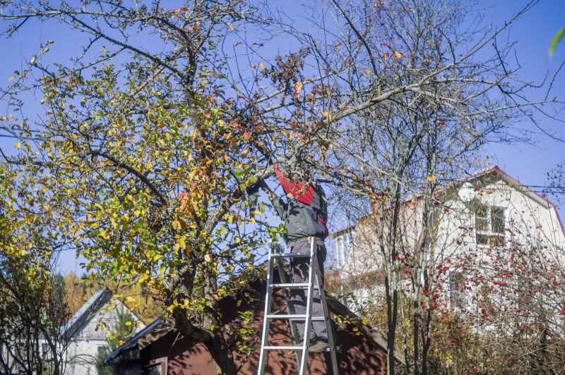 Tree Trimming Service