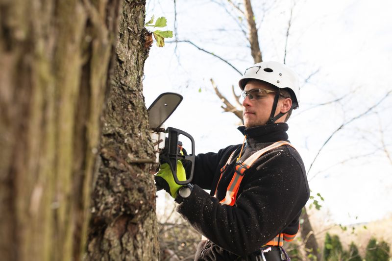 Safety in Tree Care
