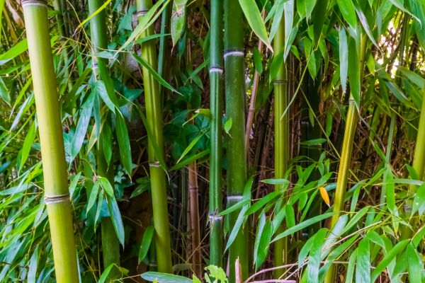 Bamboo Trimming in Buford