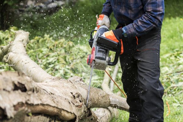 Branch Removal Service in Buford
