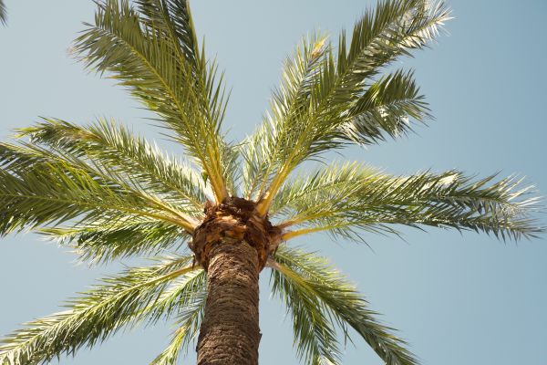 Palm Tree Pruning in Buford