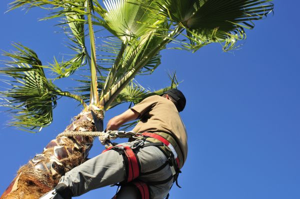 Palm Tree Trimming in Buford