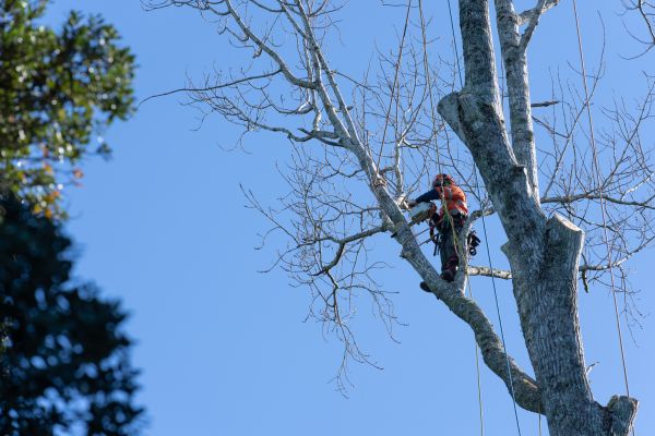Tree Topping Service in Buford