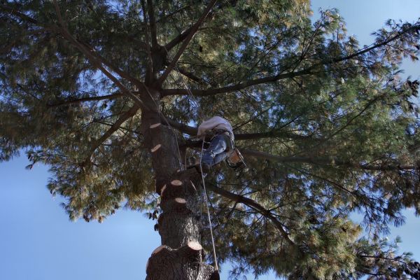 Trimming Service in Buford