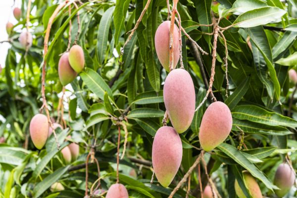 Mango Tree Trimming in Buford