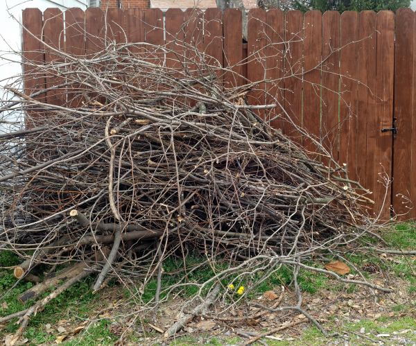 Dead Branch Removal in Buford