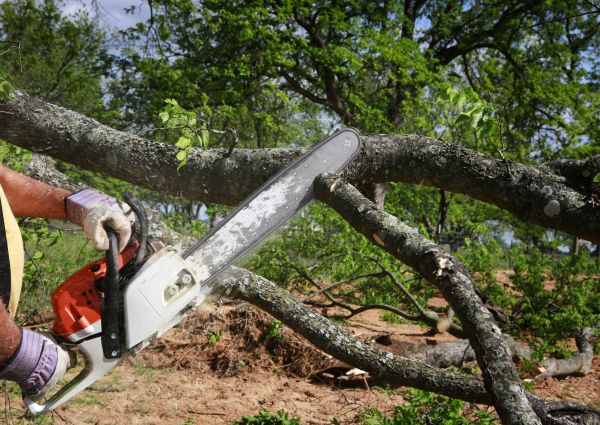 Tree Branch Cutting in Buford