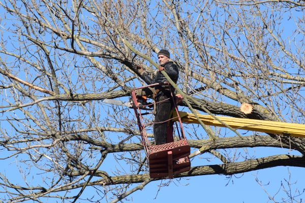 Emergency Tree Trimming in Buford