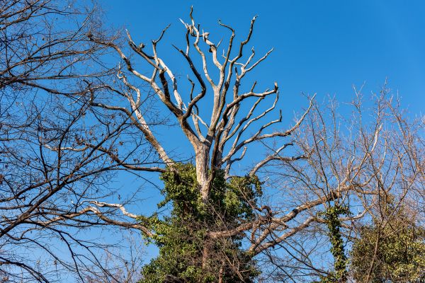 Deadwood Removal in Buford