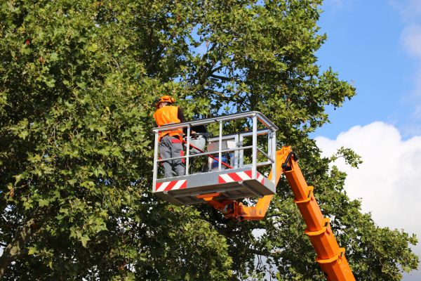 Commercial Tree Service in Buford