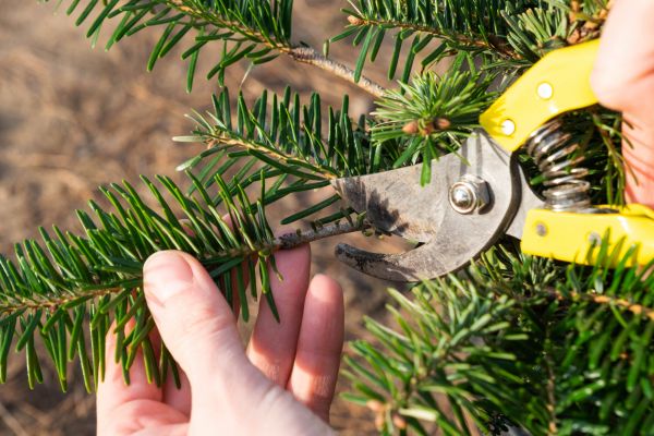 Pine Tree Pruning in Buford