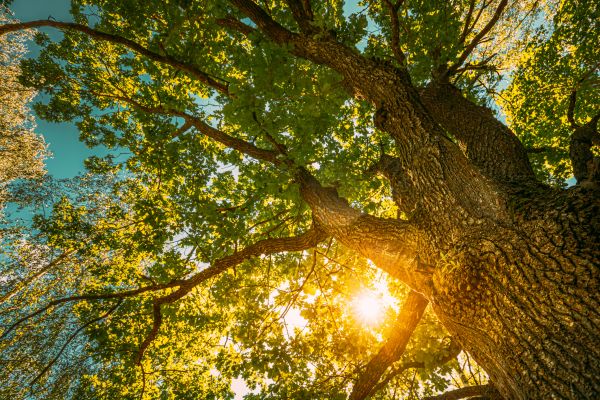 Oak Tree Pruning in Buford