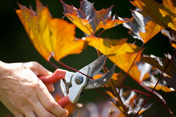 Maple Tree Pruning in Buford
