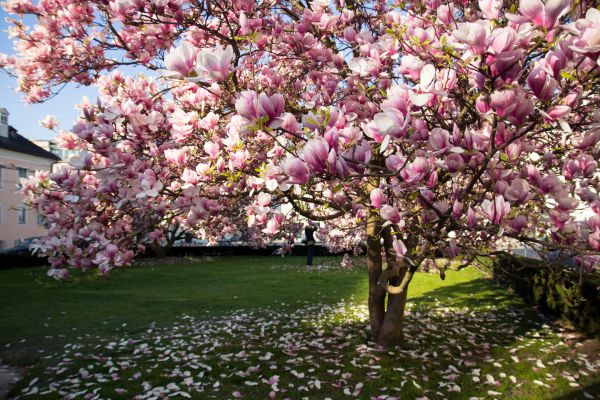 Magnolia Tree Pruning in Buford