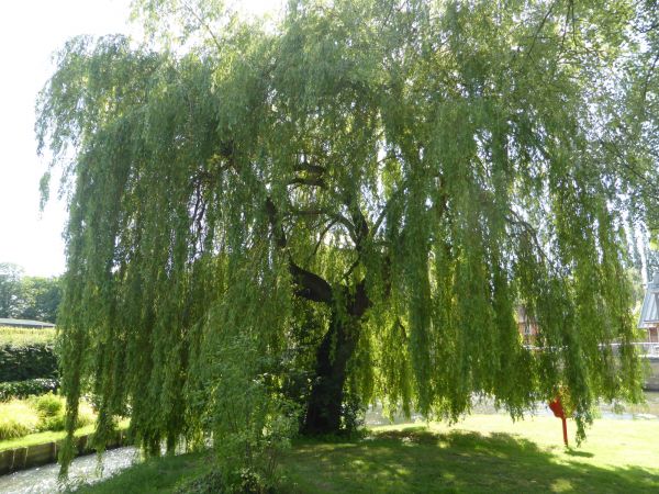 Willow Tree Trimming in Buford