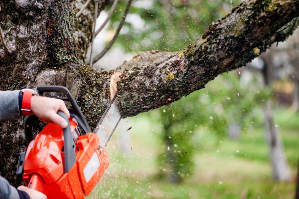 Tree Limbs Removal in Buford