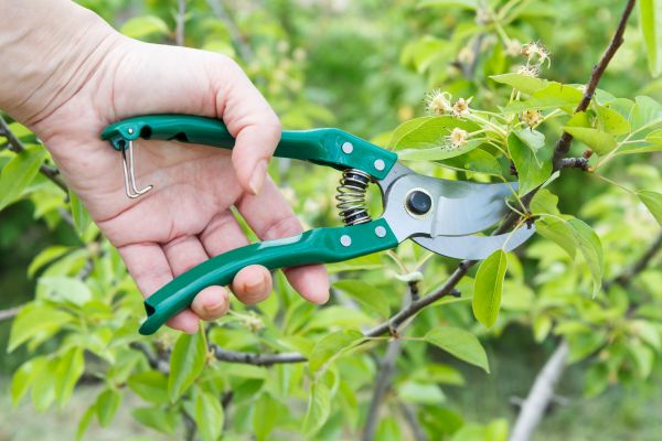 Pear Tree Pruning in Buford
