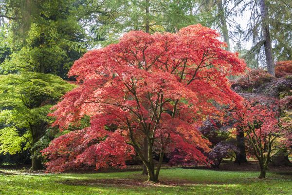Japanese Maple Pruning in Buford