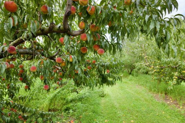 Peach Tree Pruning in Buford