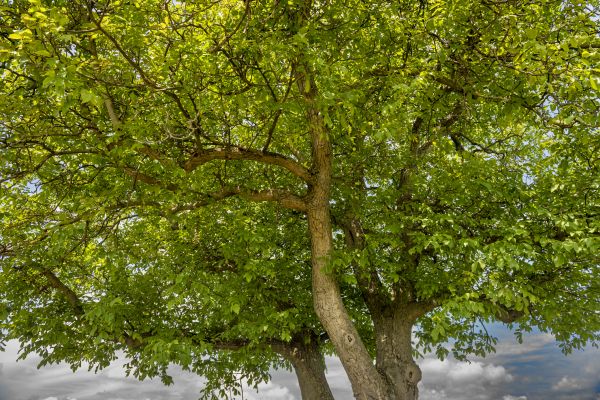 Walnut Tree Trimming in Buford