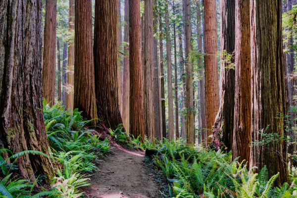 Redwood Tree Trimming in Buford