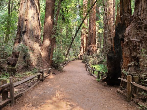 Redwood Tree Pruning in Buford