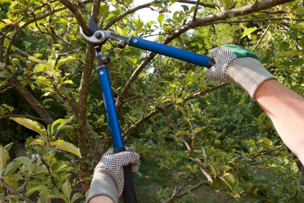 Residential Tree Pruning in Buford
