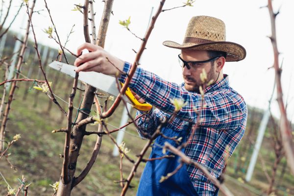 Orchard Tree Pruning in Buford
