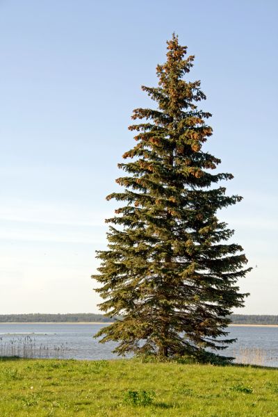 Spruce Tree Pruning in Buford