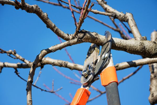 Peach Tree Trimming in Buford
