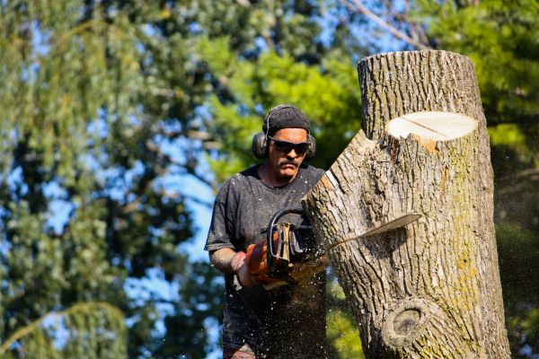 Ash Tree Pruning in Buford