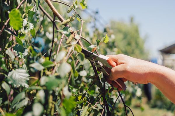 Birch Tree Pruning in Buford