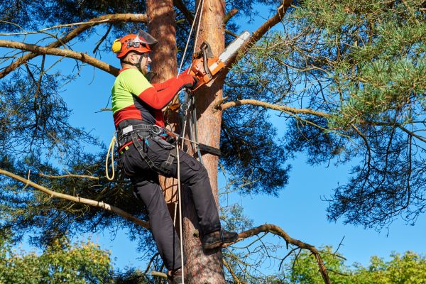 Canopy Pruning in Buford