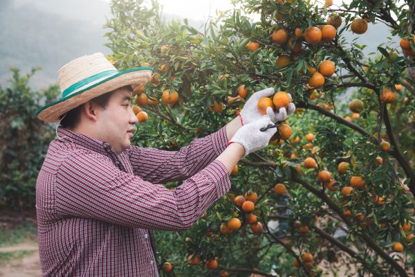 Orange Tree Pruning in Buford