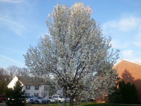 Bradford Pear Tree Pruning in Buford