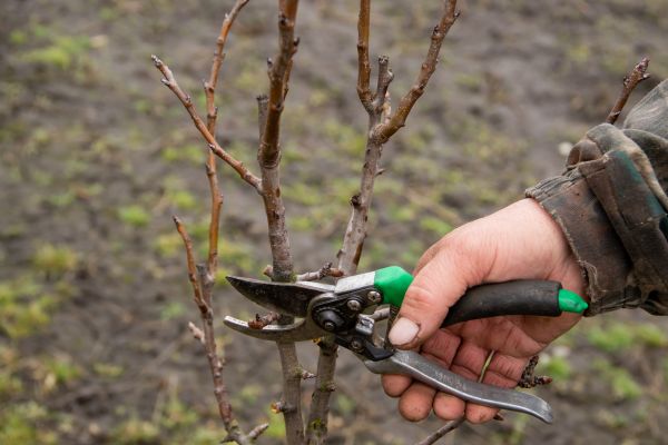 Pear Trees Pruning in Buford