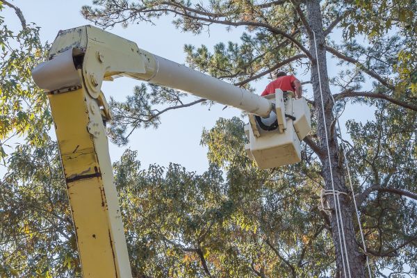 Limbs Trimming in Buford