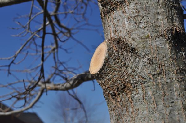 Limb Pruning in Buford