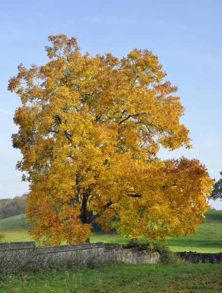 Hickory Tree Trimming in Buford