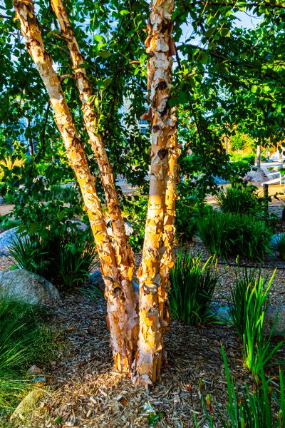 River Birch Trimming in Buford
