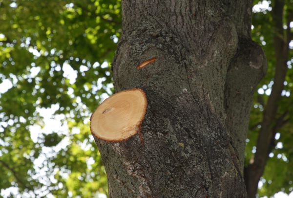 Limb Cutting in Buford