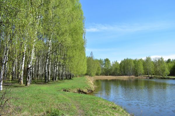 River Birch Pruning in Buford