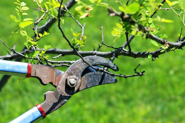 Branches Pruning in Buford