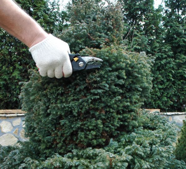 Ornamental Tree Trimming in Buford