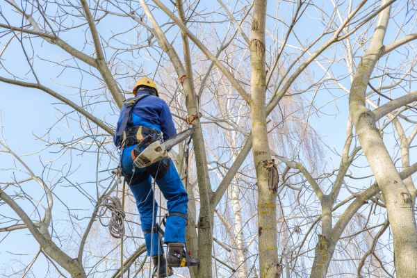 Large Tree Trimming in Buford