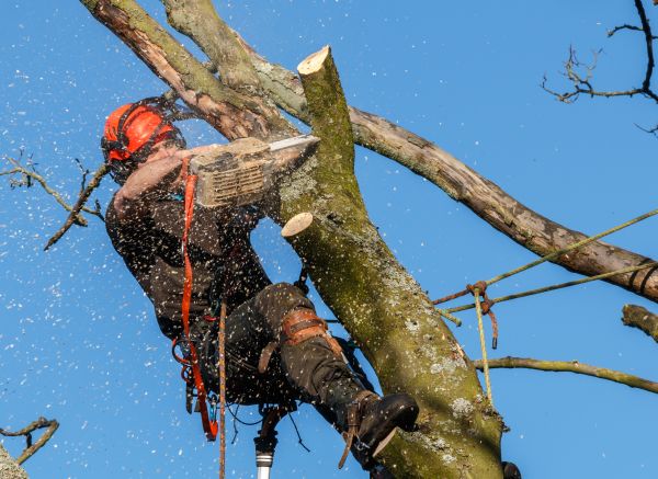 Tree Trimming Service in Buford